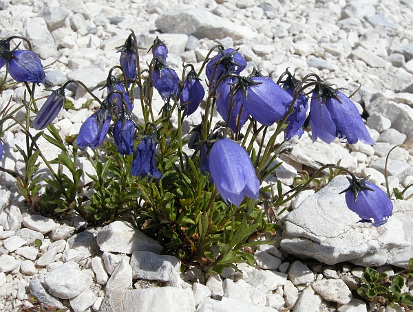 Campanula cochleariifolia